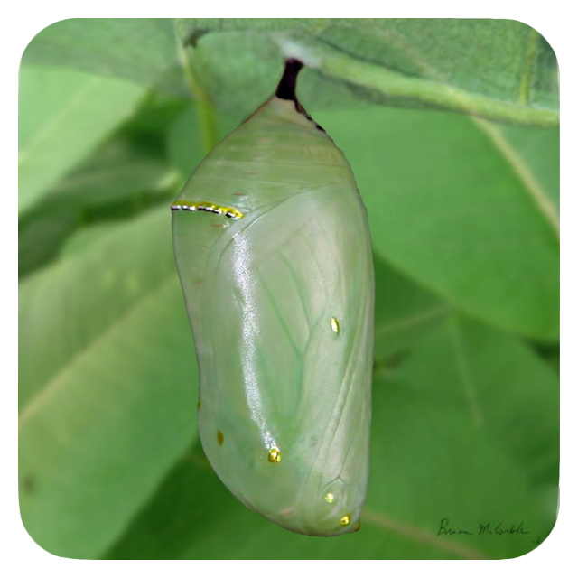 (image for) Green Monarch Chrysalis